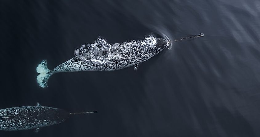 Narwhals swimming near the surface of the water.