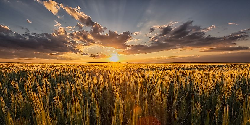 Sunset Wheat field Glasgow Montana