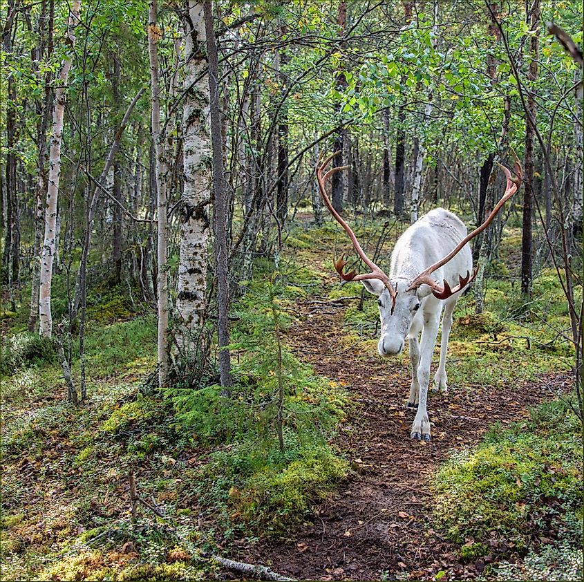 reindeer in Kola Peninsula
