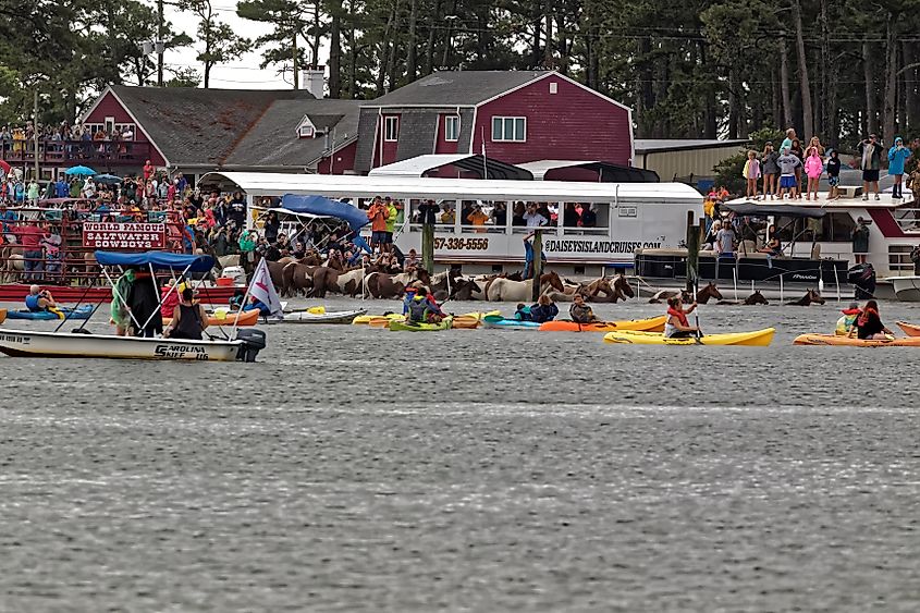 Wild ponies swim to Chincoteague Island from Assateague Island during an annual charity event