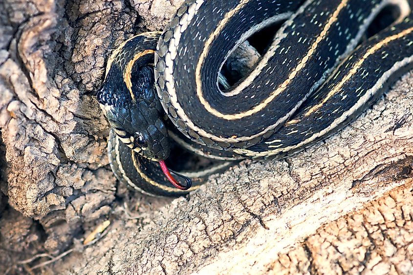 Northern Mexican garter snake.