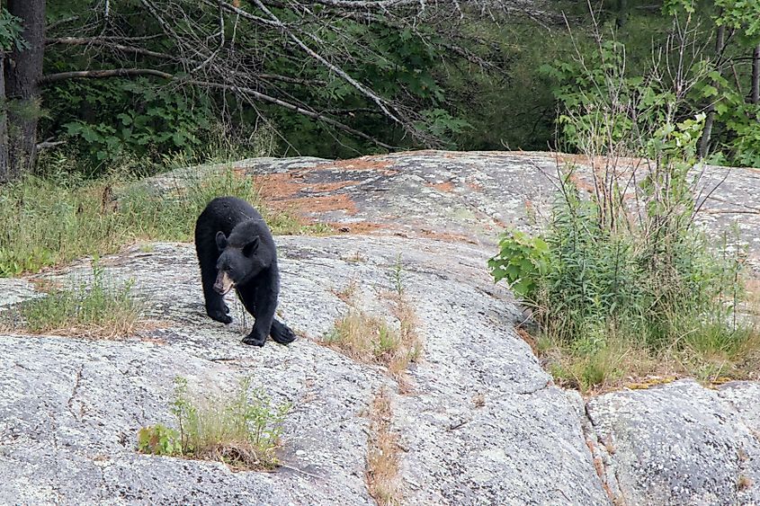 A black bear at Georgian Bay Islands National Park.