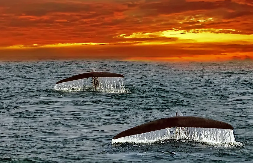 The Indian Ocean, which the 2014 Eriksen study estimated holds 1.3 trillion floating plastic pieces, with major input from the Ganges and Indus river systems.
