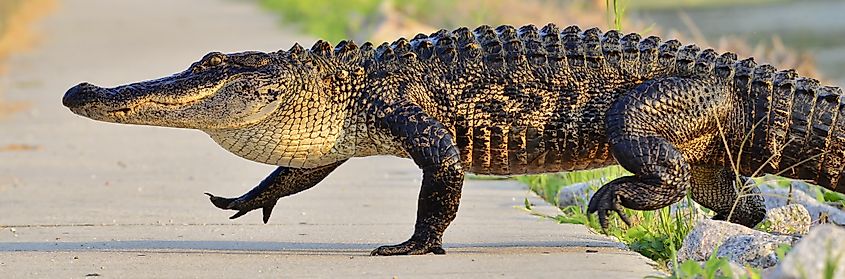 An alligator walks across a concrete path, its textured skin glistening in the sunlight. Green grass and rocks line the path, adding natural elements.