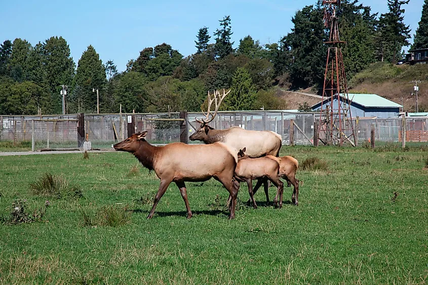 Olympic Game Farm at Sequim, Washington