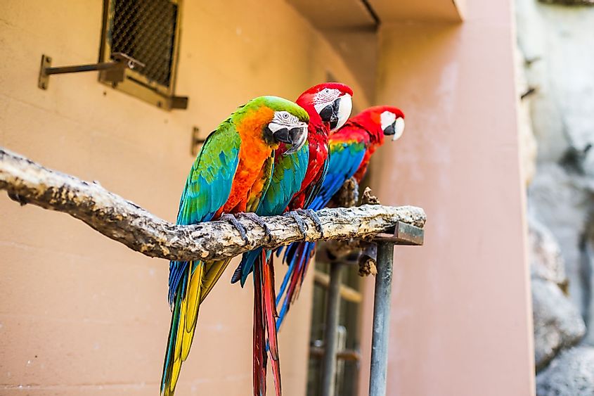 Colorful Macaws at Jungle Island, Miami, Florida