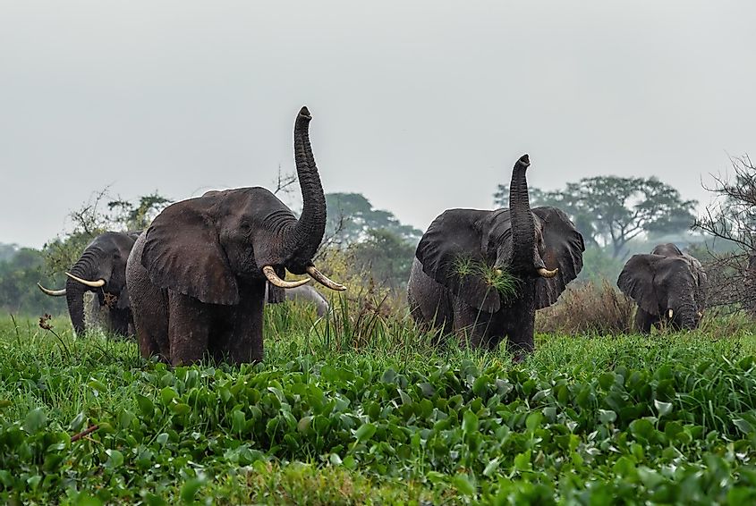 Elephants are often seen in the forests along the Kwango's banks.