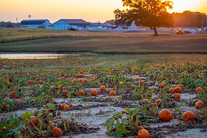 Pumpkins growing in a field near Leonardtown, Maryland.