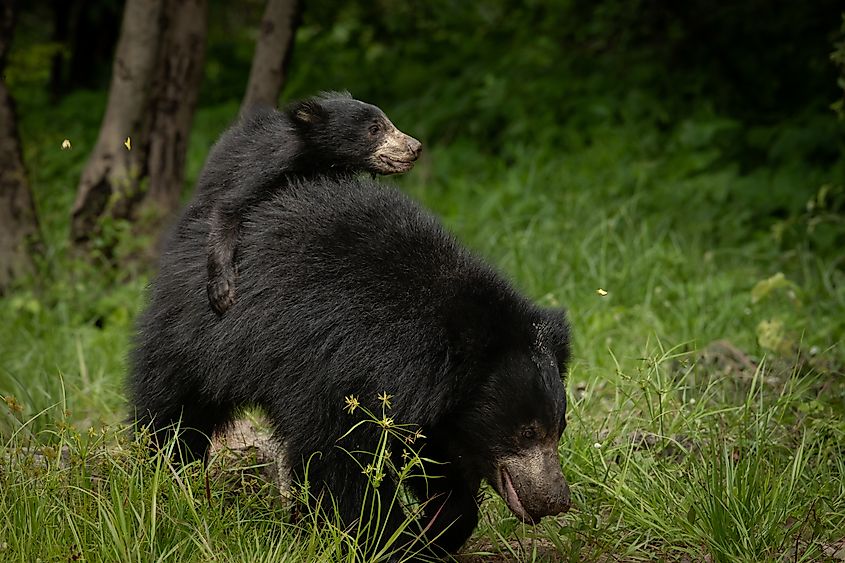 Indian sloth bear and cubs in Forests of South India
