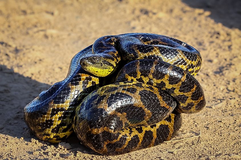 yellow anaconda