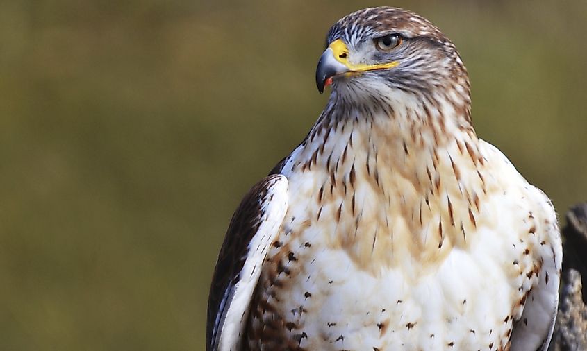 A ferruginous hawk perched and watching for prey