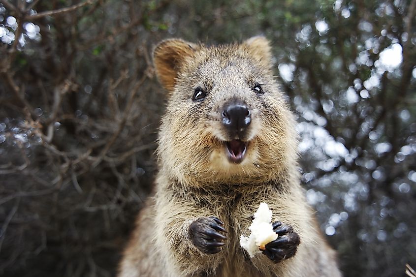 Quokkas are internet famous for their friendly nature and happy grins.