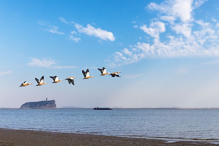 PAOYANG LAKE BIRDS