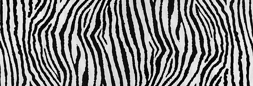 Zebra stripes are the result of different amounts of melanin.