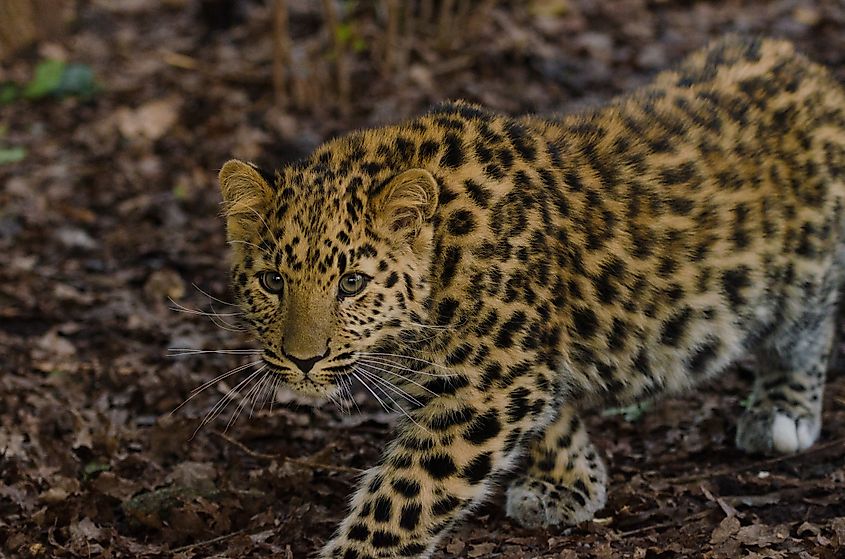 Endangered Animals in Russia - WorldAtlas Endangered Animals in Russia - WorldAtlas