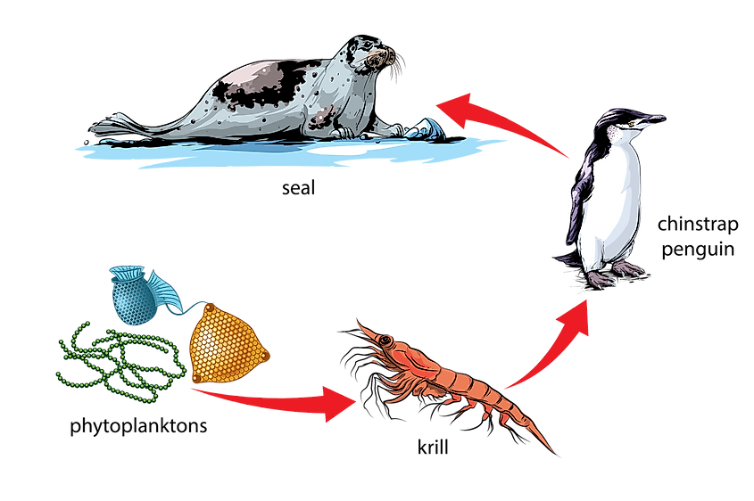 emperor penguin food chain