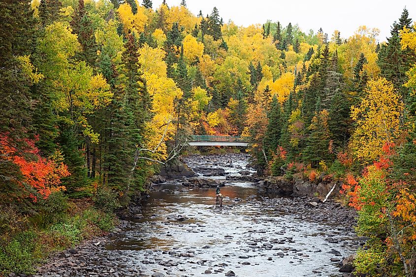 Fly fishermen fish trout on the Brule River in northern Minnesota on a beautiful autumn day