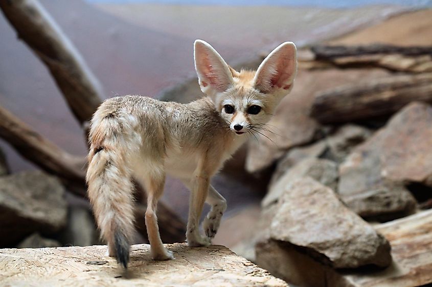 Animals That Live Underground Worldatlas