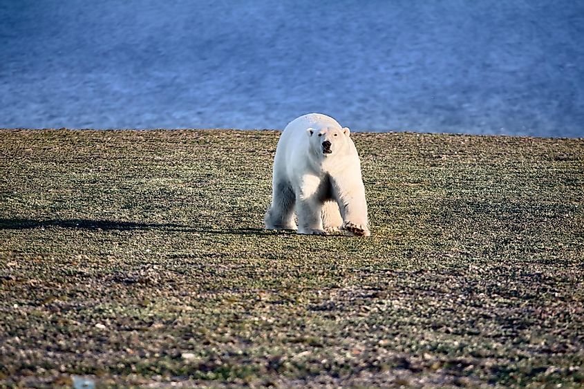 В районе Обского залива иногда можно увидеть белых медведей.