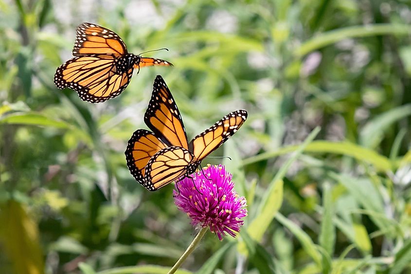 Two monarch butterflies in flight.
