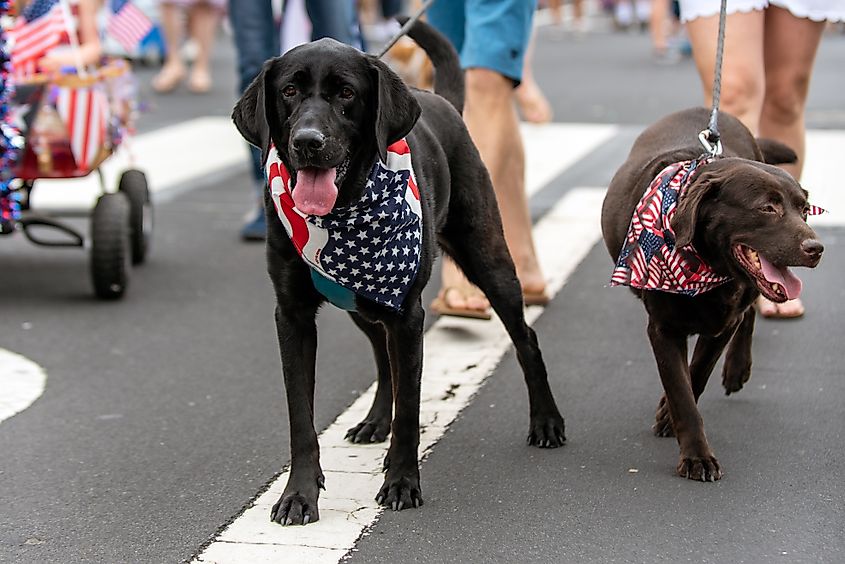 Patriotic pet parade for the 4th of July