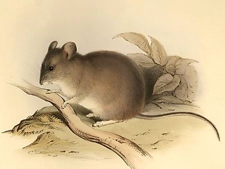 Illustration of the elusive Yellow-Rumped Leaf-Eared Mouse.