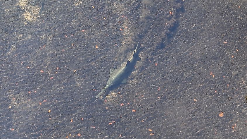 Small Tooth Sawfish Drone Photo in Florida.