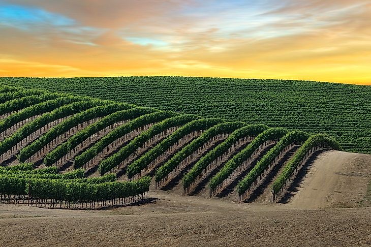 Vineyards stretching across Napa Valley, California.