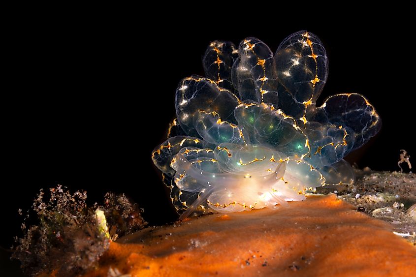 A sacoglossan sea slug on the coral reef of Tulamben, Bali, Indonesia.
