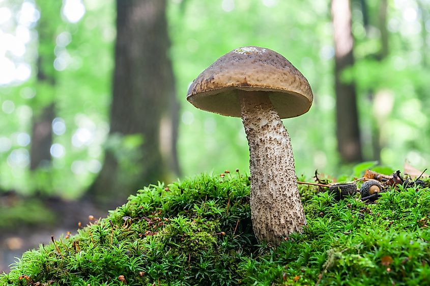 Mushroom grows among the moss in the forest.