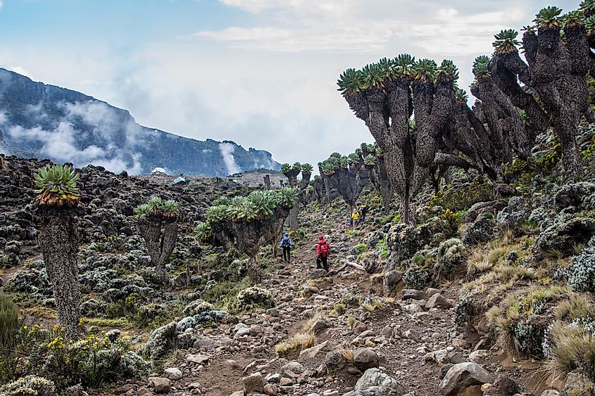 Mount Kilimanjarow