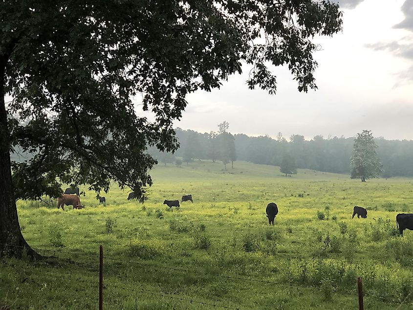 An evening picture of a misty field in Saulsbury taken on the 15th of May, 2019. Cows can be seen grazing across the image, and a light haze obscures the distant treeline.