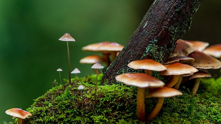 Woodland fungi.