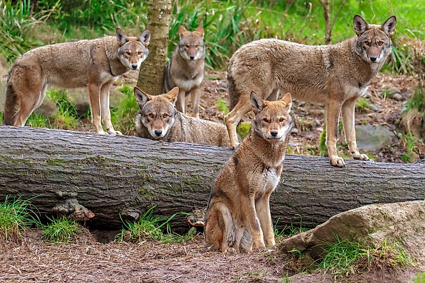 A pack of red wolves in the forest.