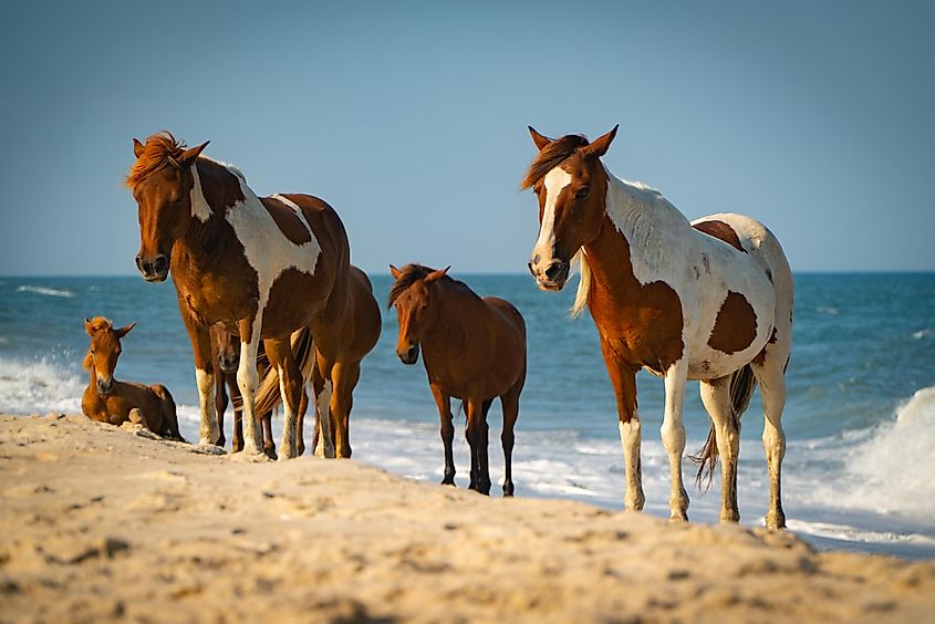 Assateague Island. Wild Horses on Beach.