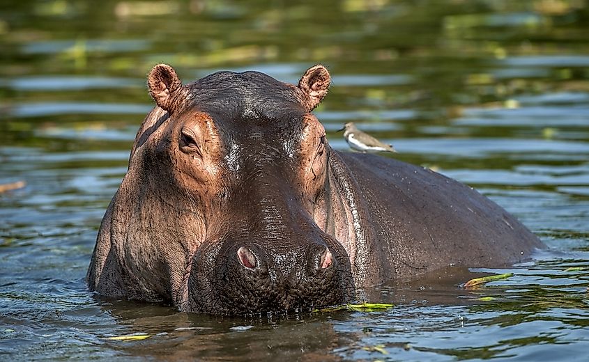 What Animals Live In The Nile River? - WorldAtlas What Animals Live In The Nile River? - WorldAtlas