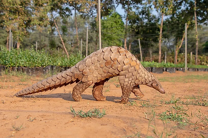 Indian pangolin