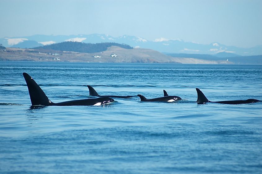 Puget sound