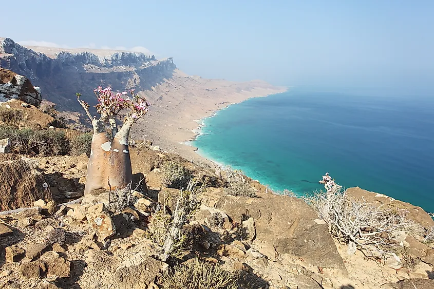 Socotra Island