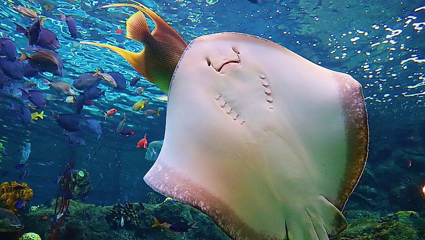 Stingray at the Florida Aquarium