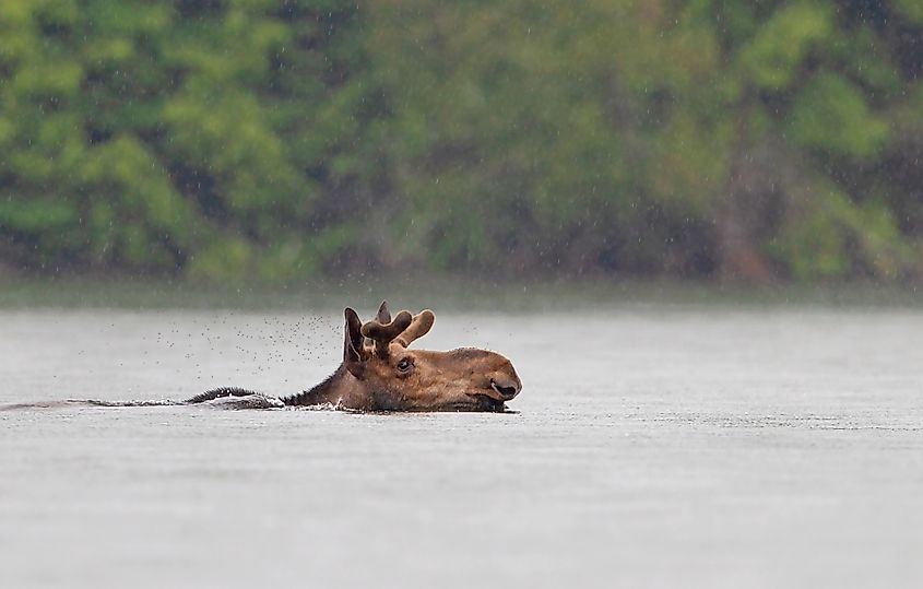 A bull moose swimming across Lake Opeongo in Algonquin Provincial Park, Ontario, Canada.