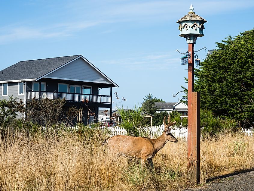 Deer walking in a residential neighborhood of Ocean Shores - Washington