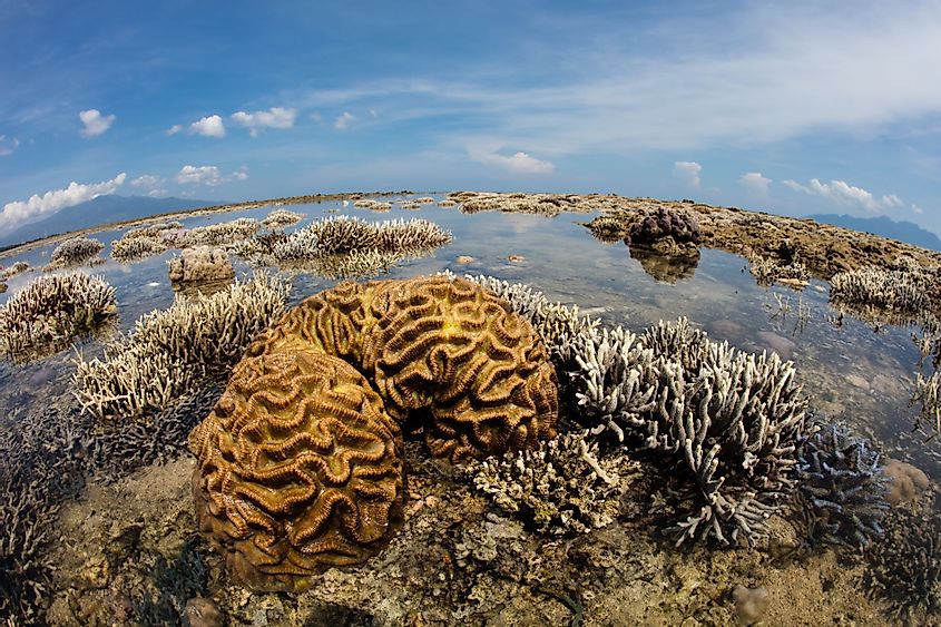 Reef-building corals in Flores Sea