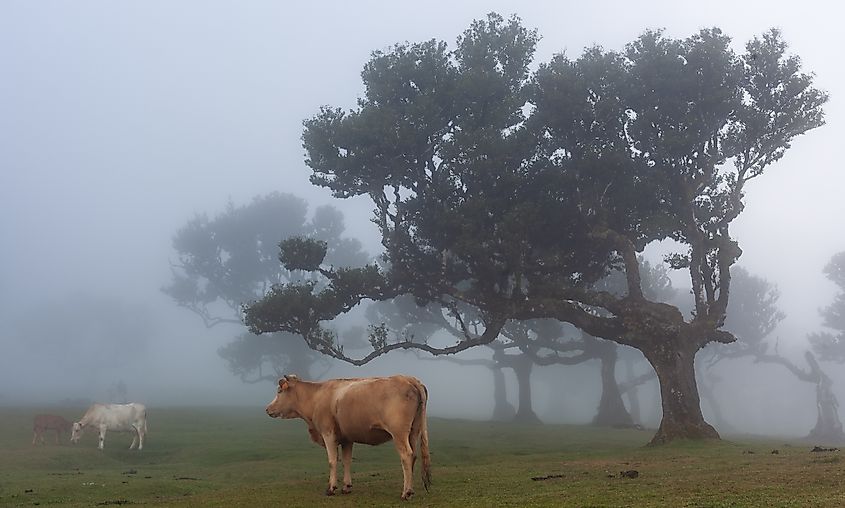Brown cow grazing in the misty Fanal Forest, with ancient trees and foggy scenery in Madeira Island, Portugal. Credit: Eugene Ga / Shutterstock