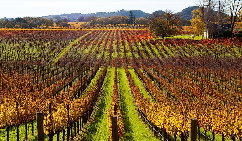 Fall vineyards near Healdsburg, California.