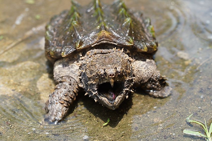 Alligator Snapping turtle.