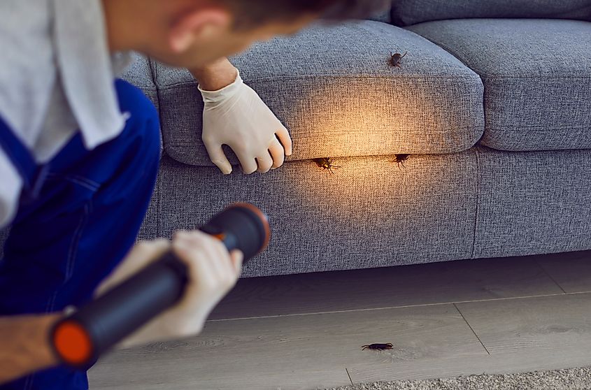Man, a professional pest control worker examining a sofa in the living room with a flashlight, uncovering cockroaches