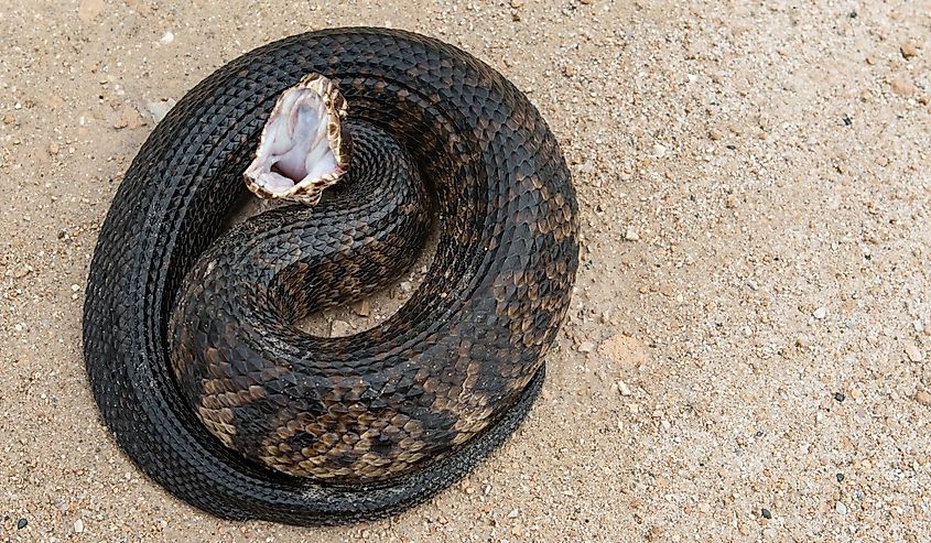 Cottonmouth (Agkistrodon piscivorus conanti)