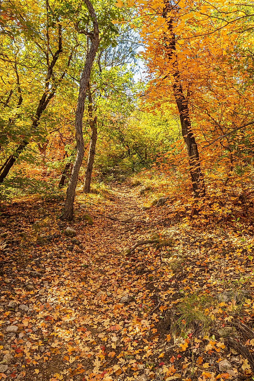Fall Color in McKittrick Canyon, Guadalupe Mountains National Park, Texas, USA.