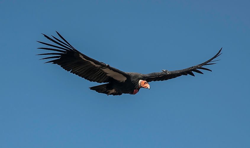 California condor